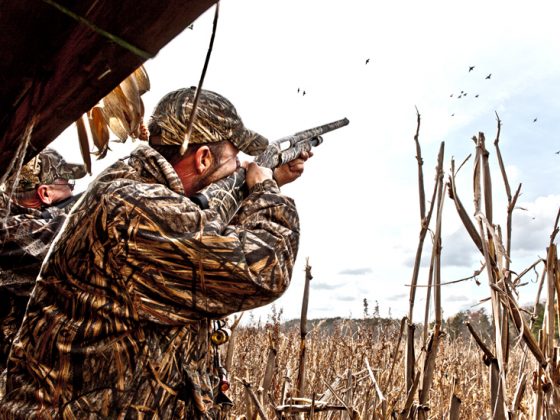 Carolina Hunting Preserves