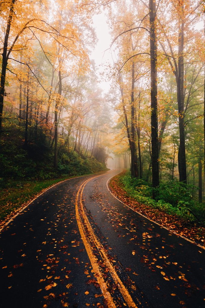 Blue ridge Parkway In Autumn by Rachel Pressley