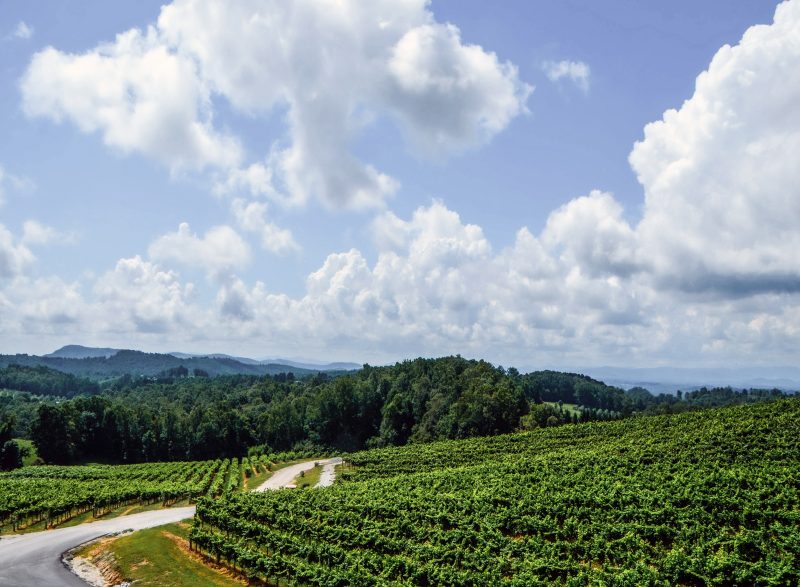One of the best vineyards in Hendersonville NC - Stone Ashe