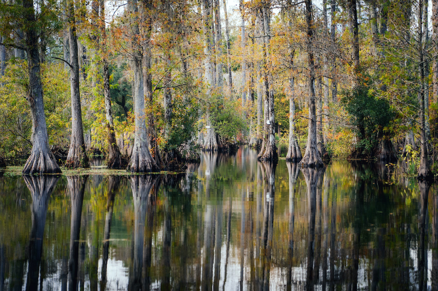 Visit The Cypress Gardens SC Visit The SC Lowcountry QC Exclusive