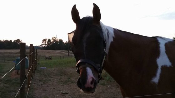 Winston-salem Nc Zip Code The Lesson Barn | Winston-Salem NC Horse ...
