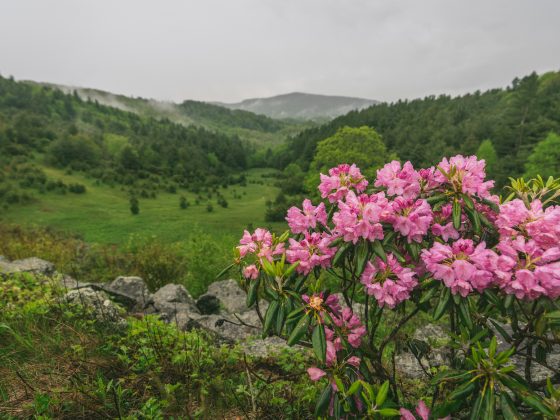 rhododendrons at balsam knob