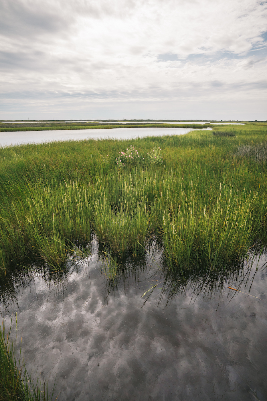 marshes around Bodie island nc