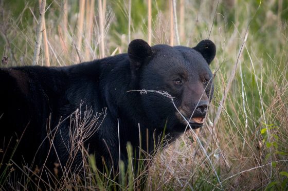 black bears are one of the many species protected by the North Carolina wildlife federation