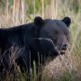 black bears are one of the many species protected by the North Carolina wildlife federation