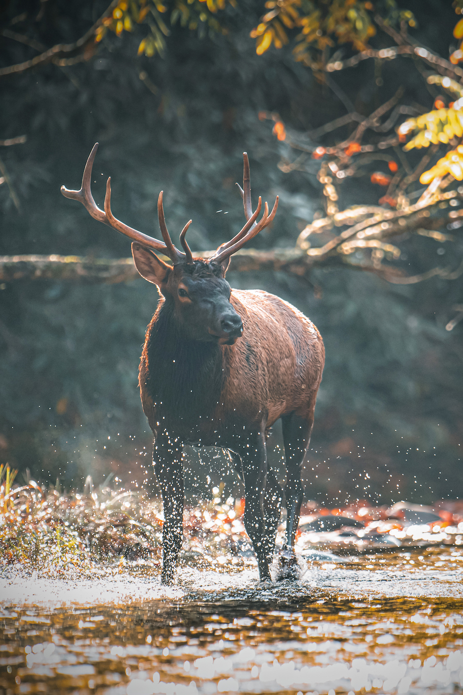 North Carolina wildlife includes elk like the one pictured here with full antlers