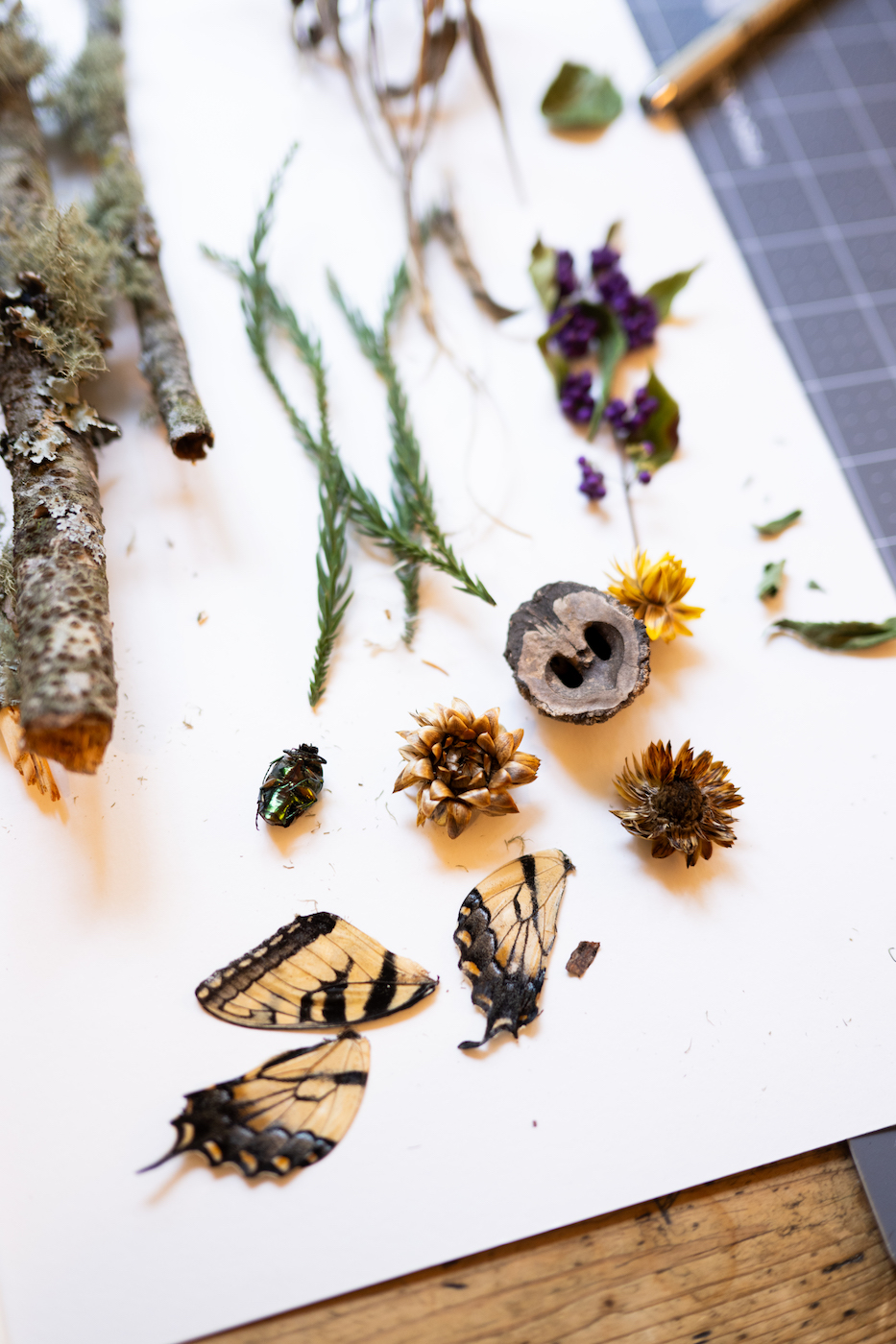 natural objects collected by curlin reed sullivan