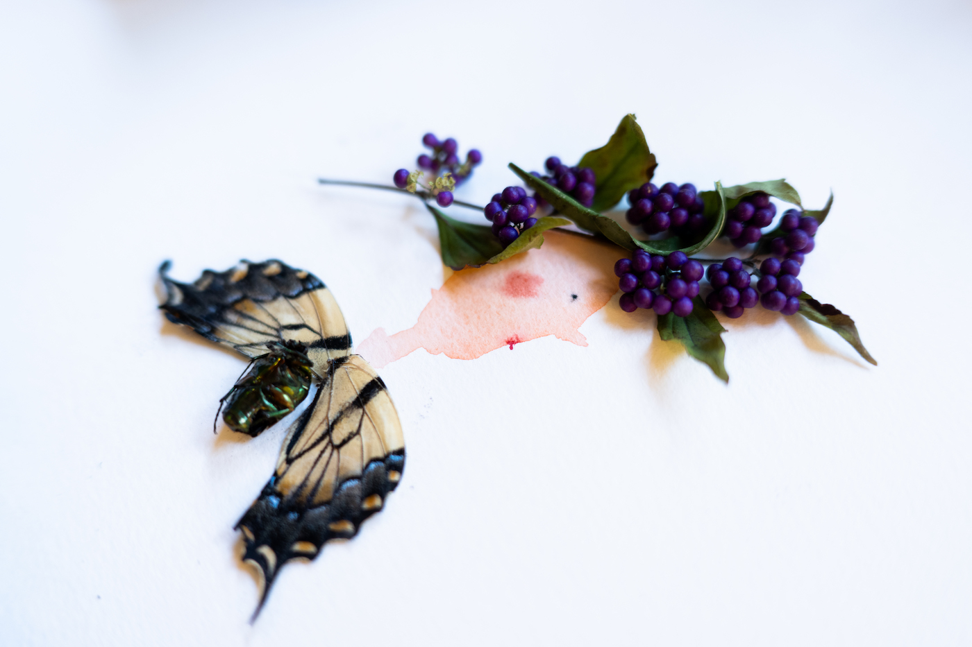 curlin reed sullivan's art