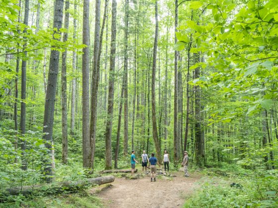 Distant landscape view of group forest bathing at Pinnacle Park in Sylva during daytime. Focal on group with surrounding foliage overhead.