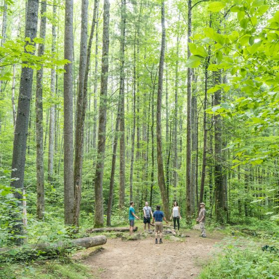 Distant landscape view of group forest bathing at Pinnacle Park in Sylva during daytime. Focal on group with surrounding foliage overhead.