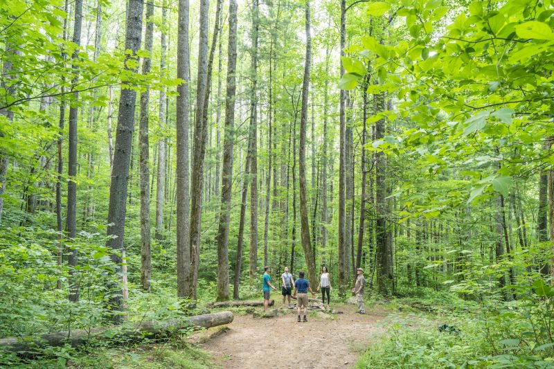Distant landscape view of group forest bathing at Pinnacle Park in Sylva during daytime. Focal on group with surrounding foliage overhead.