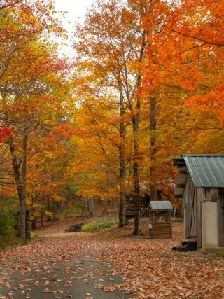shack in the midst of trees with vibrant colors
