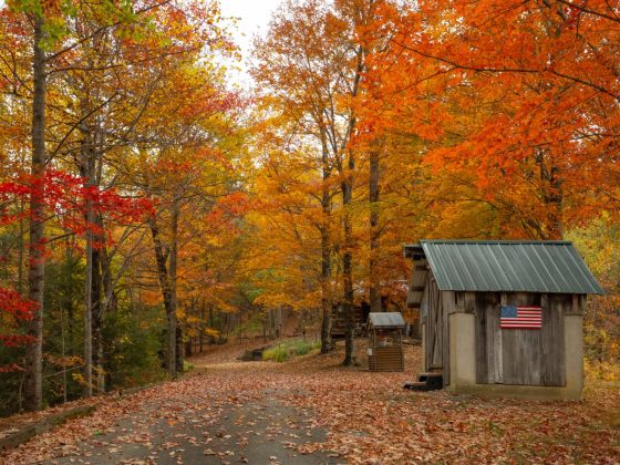shack in the midst of trees with vibrant colors