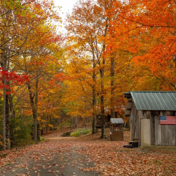 shack in the midst of trees with vibrant colors
