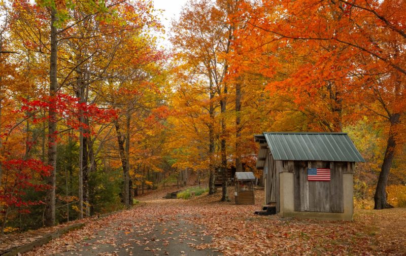 shack in the midst of trees with vibrant colors